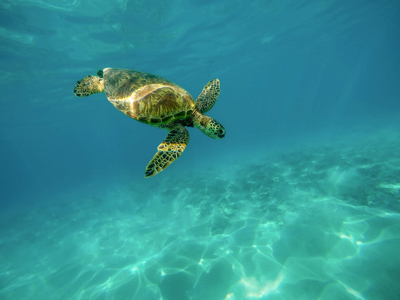 ウミガメが海中で泳いでいる様子